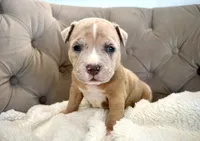 Rex, a male American Bully for sale in Fernandina Beach, FL – 2 of 3