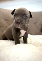 Willow, a female American Bully for sale in Fernandina Beach, FL – 2 of 4