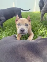 Thor, a male American Bully for sale in Fernandina Beach, FL – 2 of 10