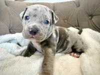 Biggie, a male American Bully for sale in Fernandina Beach, FL – 4 of 4