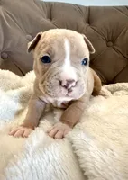 Duke, a male American Bully for sale in Fernandina Beach, FL – 2 of 4