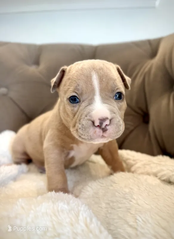 Duke – American Bully puppy for sale in Fernandina Beach, FL