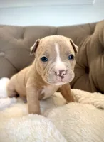 Duke, a male American Bully for sale in Fernandina Beach, FL – 1 of 4