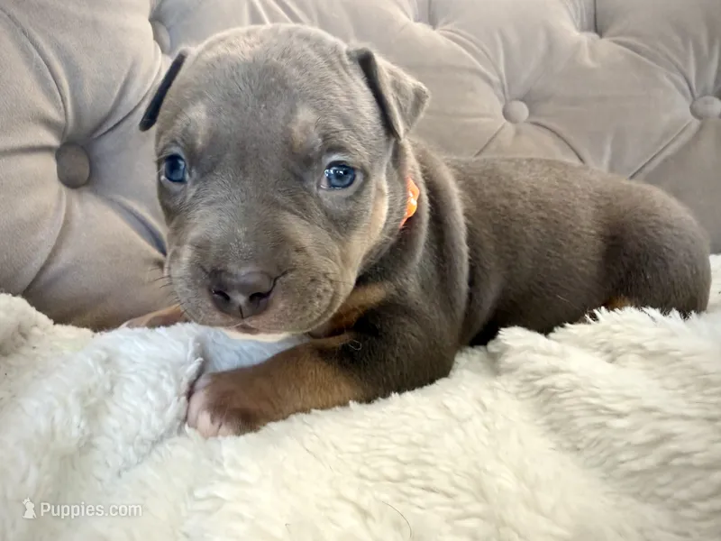 Daisy – American Bully puppy on hold in Fernandina Beach, FL
