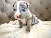 Axel, a male American Bully for sale in Fernandina Beach, FL – 3 of 4