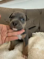 Daisy, a female American Bully for sale in Fernandina Beach, FL – 2 of 2
