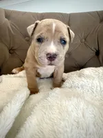 Rex, a male American Bully for sale in Fernandina Beach, FL – 3 of 3