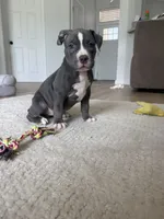 Sadie, a female American Bully for sale in Fernandina Beach, FL – 3 of 7