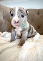 Axel, a male American Bully for sale in Fernandina Beach, FL – 1 of 4