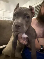 Willow, a female American Bully for sale in Fernandina Beach, FL – 9 of 10