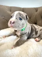 Axel, a male American Bully for sale in Fernandina Beach, FL – 2 of 4