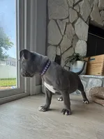 Willow, a female American Bully for sale in Fernandina Beach, FL – 3 of 10