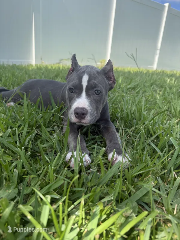 Sadie – American Bully puppy for sale in Fernandina Beach, FL