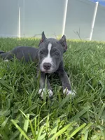 Sadie, a female American Bully for sale in Fernandina Beach, FL – 1 of 7