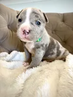 Axel, a male American Bully for sale in Fernandina Beach, FL – 4 of 4