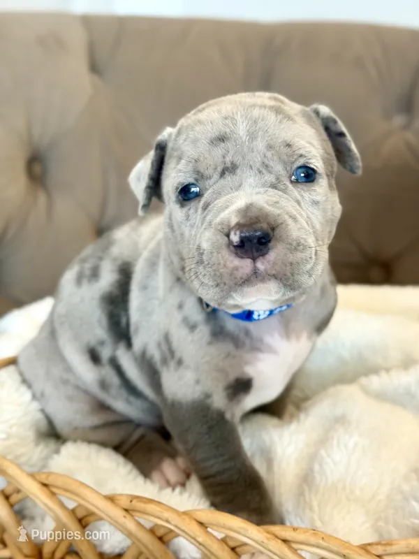 Biggie – American Bully puppy on hold in Fernandina Beach, FL