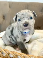 Biggie, a male American Bully for sale in Fernandina Beach, FL – 1 of 4