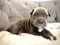 Willow, a female American Bully for sale in Fernandina Beach, FL – 4 of 4