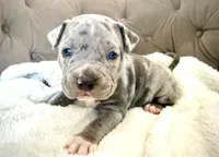 Biggie, a male American Bully for sale in Fernandina Beach, FL – 3 of 4