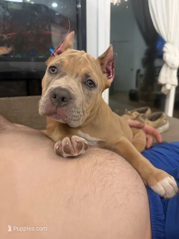 Thor – American Bully puppy for sale in Fernandina Beach, FL