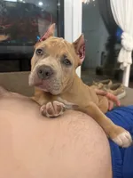 Thor, a male American Bully for sale in Fernandina Beach, FL – 1 of 10