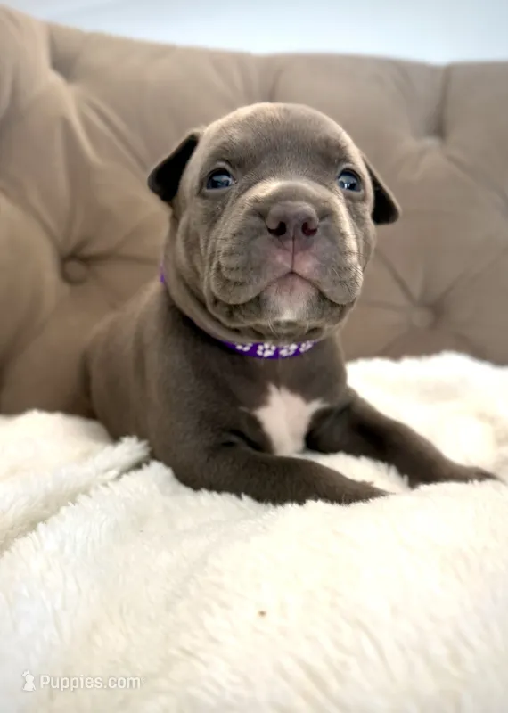 Willow – American Bully puppy for sale in Fernandina Beach, FL