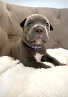 Willow, a female American Bully for sale in Fernandina Beach, FL – 1 of 4