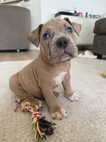 Thor, a male American Bully for sale in Fernandina Beach, FL – 4 of 10