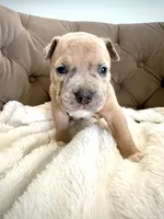 Thor, a male American Bully for sale in Fernandina Beach, FL – 3 of 5