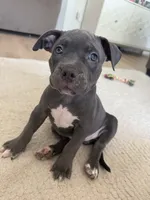 Willow, a female American Bully for sale in Fernandina Beach, FL – 2 of 10