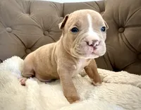 Duke, a male American Bully for sale in Fernandina Beach, FL – 4 of 4