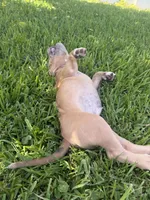 Thor, a male American Bully for sale in Fernandina Beach, FL – 3 of 10