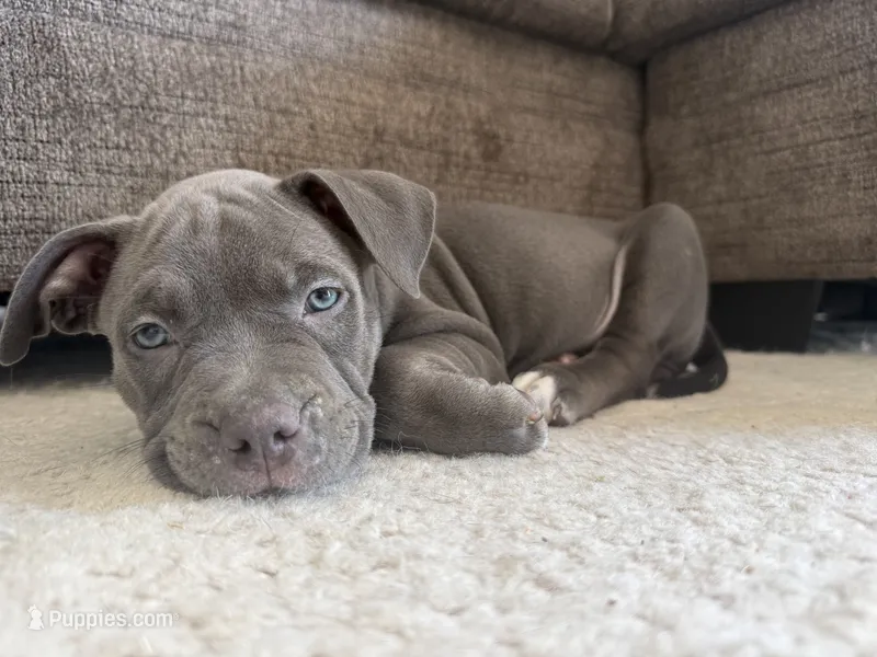 Willow – American Bully puppy for sale in Fernandina Beach, FL