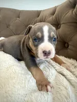 Mia, a female American Bully for sale in Fernandina Beach, FL – 3 of 3
