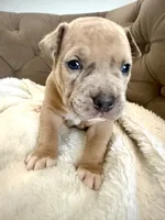 Thor, a male American Bully for sale in Fernandina Beach, FL – 4 of 5