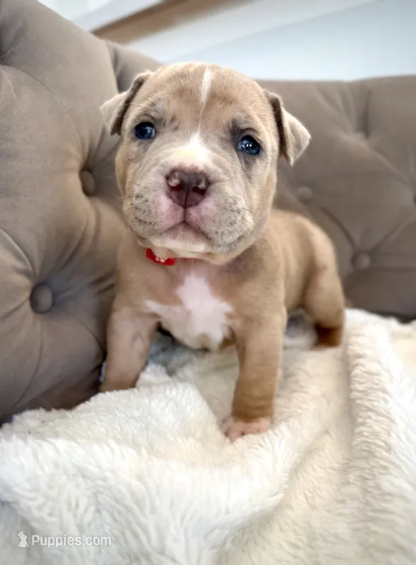 Rex – American Bully puppy for sale in Fernandina Beach, FL