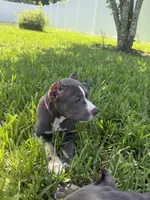 Sadie, a female American Bully for sale in Fernandina Beach, FL – 2 of 7