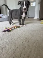 Sadie, a female American Bully for sale in Fernandina Beach, FL – 5 of 7