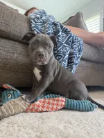 Willow, a female American Bully for sale in Fernandina Beach, FL – 10 of 10