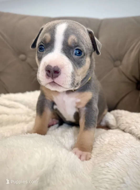 Mia – American Bully puppy on hold in Fernandina Beach, FL