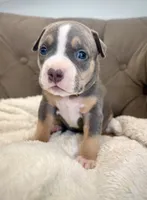 Mia, a female American Bully for sale in Fernandina Beach, FL – 1 of 3