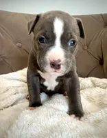 Sadie, a female American Bully for sale in Fernandina Beach, FL – 2 of 3
