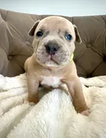 Thor, a male American Bully for sale in Fernandina Beach, FL – 2 of 5