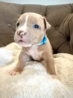 Duke, a male American Bully for sale in Fernandina Beach, FL – 3 of 4