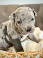 Biggie, a male American Bully for sale in Fernandina Beach, FL – 2 of 4
