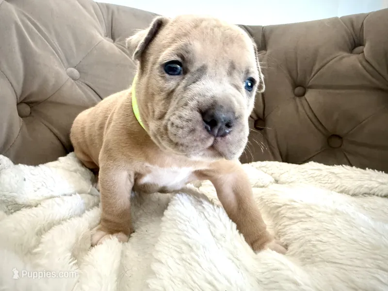 Thor – American Bully puppy for sale in Fernandina Beach, FL