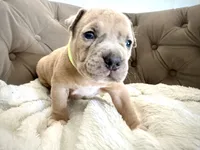 Thor, a male American Bully for sale in Fernandina Beach, FL – 1 of 5