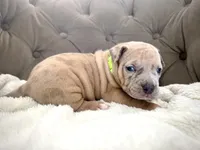Thor, a male American Bully for sale in Fernandina Beach, FL – 5 of 5