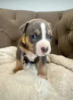 Mia, a female American Bully for sale in Fernandina Beach, FL – 2 of 3