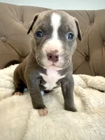 Sadie, a female American Bully for sale in Fernandina Beach, FL – 3 of 3